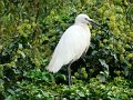 DSC04273 - Copy